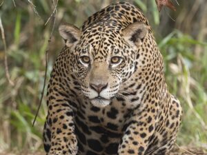 Fauna brasileira: surpreendente, superlativa, em risco!