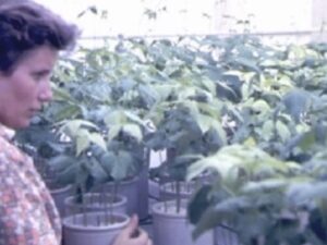 De camponesa tcheca à cientista brasileira pioneira da agricultura sustentável