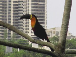 Biodiversidade e o paradoxo urbano