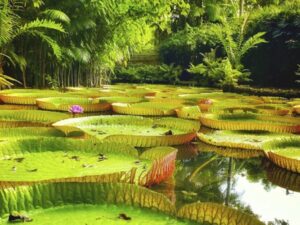 Ciência na linha de frente: crise climática, Amazônia e COP 30