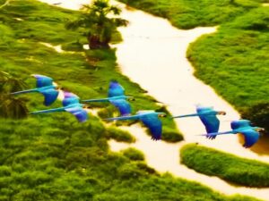 Amazônia em perspectiva global