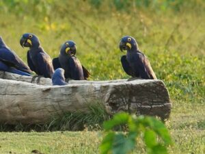 Bioacústica e a saúde dos ecossistemas