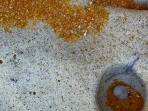 Entre marés e abstrações: o olhar sensível de Thomas Lewinsohn