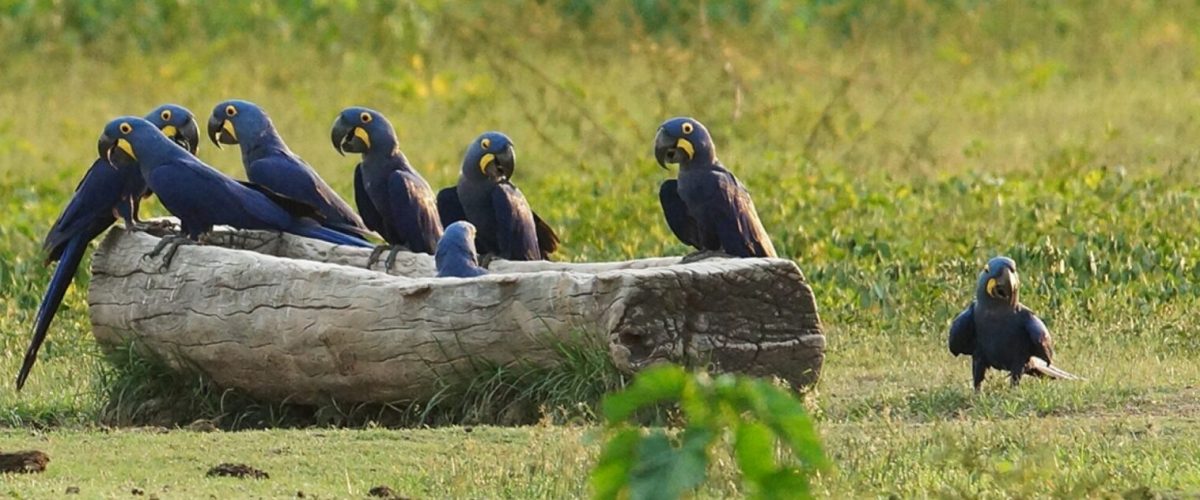 CC 1E26 - reportagem - Bioacústica e a saúde dos ecossistemas - capa site