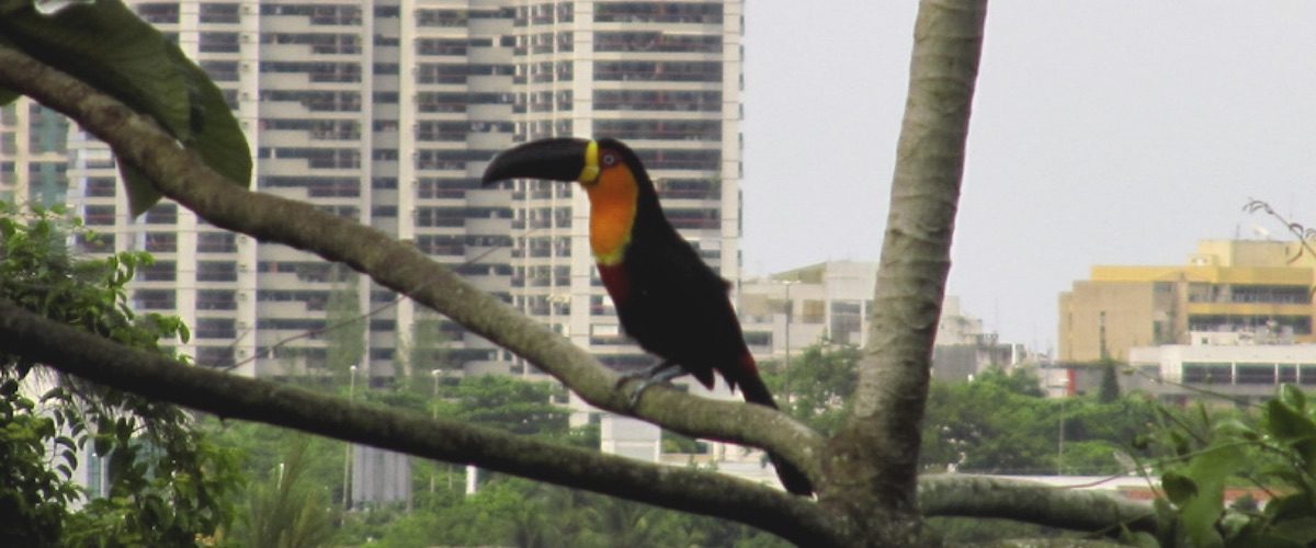 C&C 3E25 - opinião - Biodiversidade e o paradoxo urbano - capa site