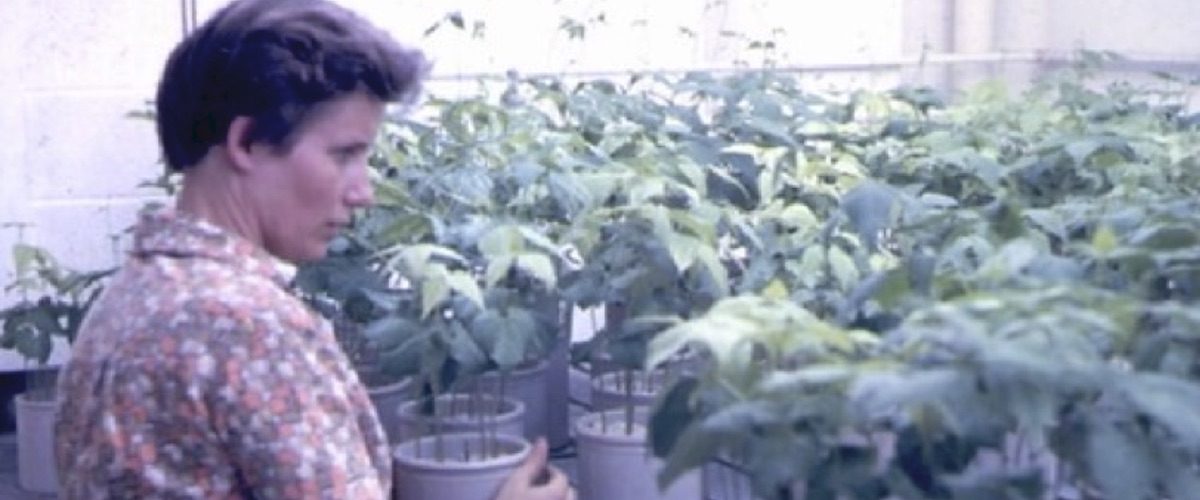 C&C 4S24 - reportagem - de camponesa tcheca a cientista brasileira pioneira da agricultura sustentável - capa site