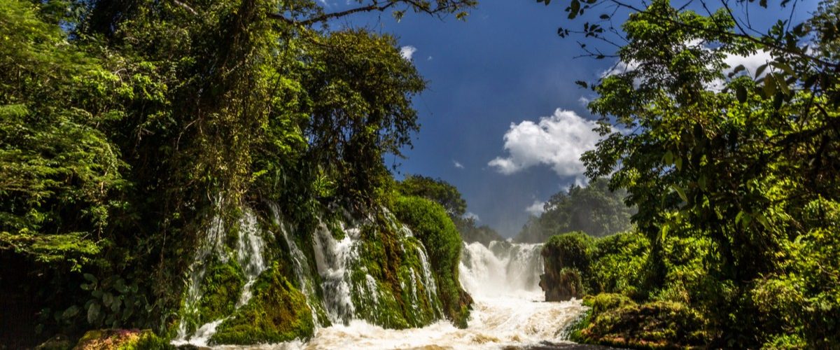 DC - Dia Internacional das Florestas - capa site