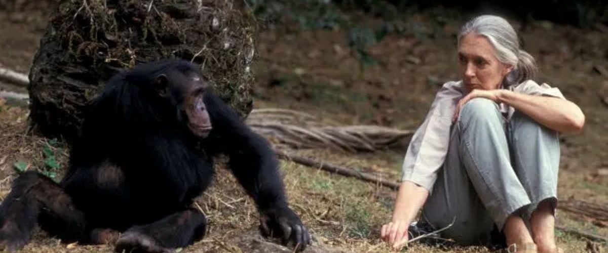 HC - jane goodal - capa site